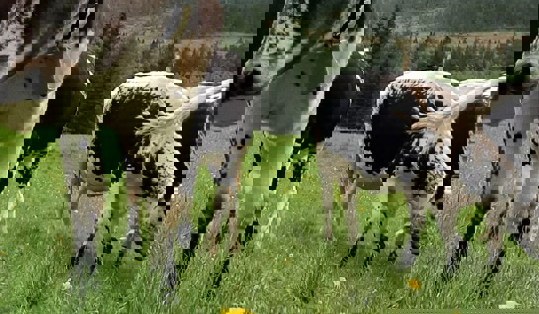 Innganspartiet til melhusgården øvre 