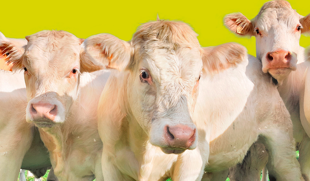 Kuer på Haugen gård 