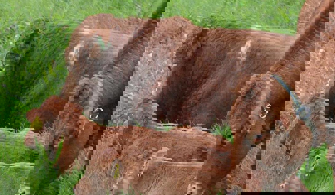 Produkter fra Trollheim-Nerskogen