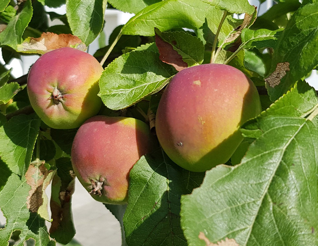 Siderfestivalen 2026