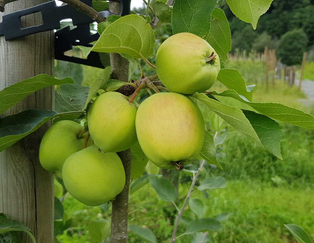 Afterwork på Siderfestivalen